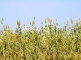 photo de cannes de Provence, Arundo Donax